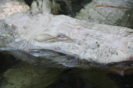 Albino Gatorの写真素材