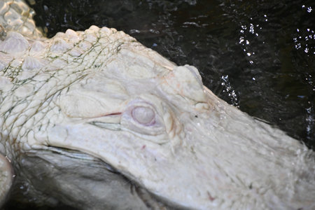 Albino Gatorの写真素材