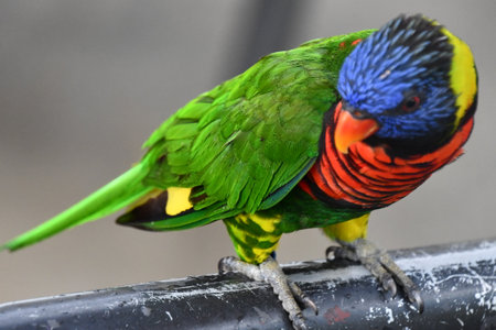 A Cute Little Lorikeet Birdの写真素材