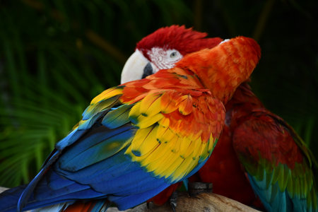 Colorful Tropical Macaw Parrot In The Wildの写真素材
