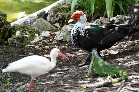 Birds in the Wildの写真素材