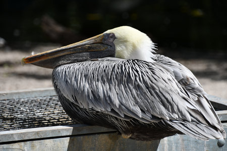 Birds in the Wildの写真素材