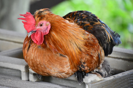 Hen on a Farmの写真素材