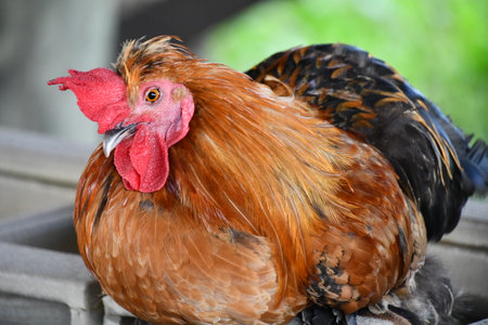 Hen on a Farmの写真素材