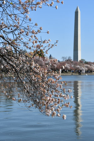 Cherry Blossoms near the Washington Monument in Washington DCの写真素材