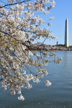 Cherry Blossoms near the Washington Monument in Washington DCの写真素材