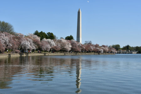 Cherry Blossoms near the Washington Monument in Washington DCの写真素材