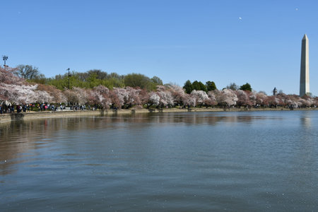 Cherry Blossoms near the Washington Monument in Washington DCの写真素材