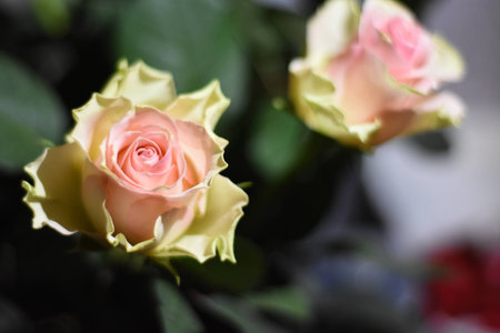 white rose closeupの写真素材