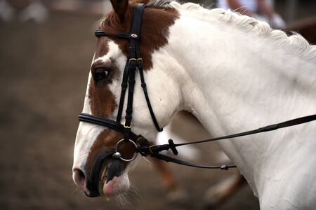 A white horse in nature. Portrait of a white horse.の写真素材