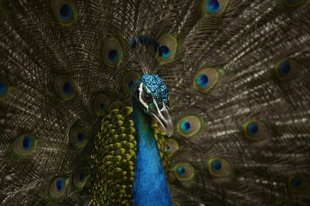 A Peacock in khao kheaw open zoo thailand  の写真素材