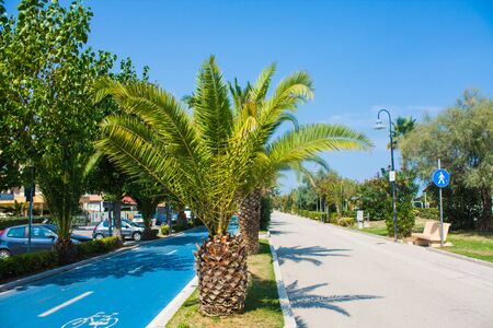 Adriatic sea coast. Seashore of city Alba Adriatica in Italy, Palm trees on summer sunny dayの写真素材