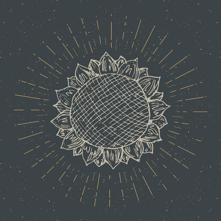 Sunflower sketch, Vintage label, Hand drawn grunge textured badge, retro logo template, typography design vector illustration.のイラスト素材