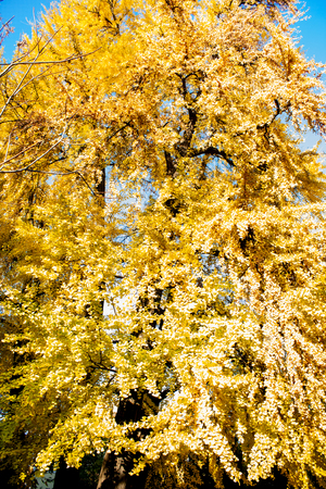 Autumn Nature View, Tree with Yelow Gold Leaves in a park on a sunny day.