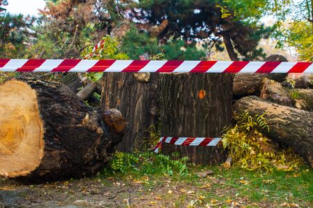 Woodpile of chopped lumber. Pile of wood logs. Stacked firewood timber.の写真素材
