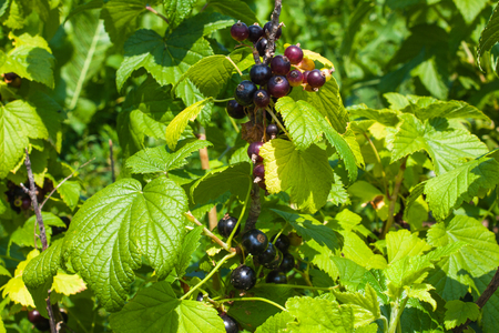 Currant berries on a branch in a garden, nature background.の写真素材