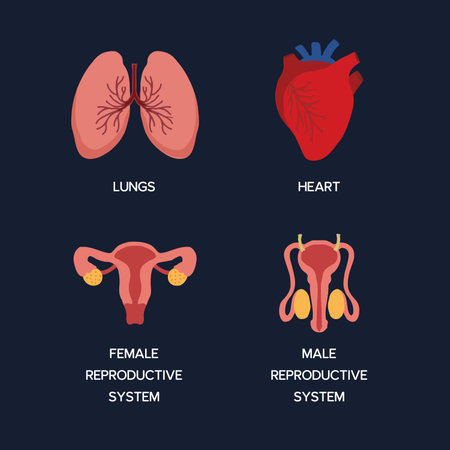 Human Internal organs, cartoon anatomy body parts, heart and lungs, male and female reproductive system, vector illustration.のイラスト素材