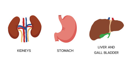 Human Internal organs, cartoon anatomy body parts, stomach, kidneys and liver with gall bladder, vector illustration.のイラスト素材
