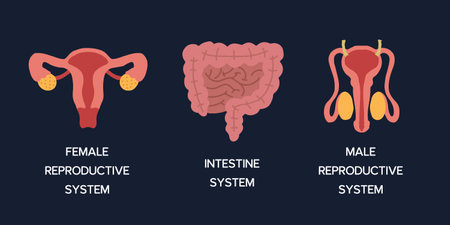 Human Internal organs, cartoon anatomy body parts, intestinal system, male and female reproductive system, vector illustration.のイラスト素材