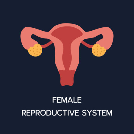 Human Internal organs, cartoon anatomy body part female reproductive system, vector illustration.のイラスト素材