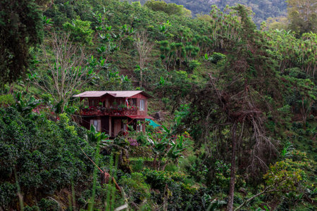 diagonal shot of row of green coffee plants ready to grow in the highlands of San Jeronimo in Costa Rica.のeditorial素材