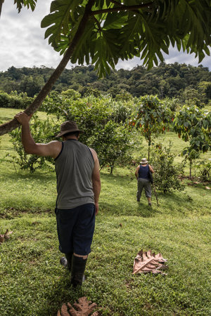 sack full of fresh lemons in the middle of green vegetation and trees on a cloudy morningの写真素材