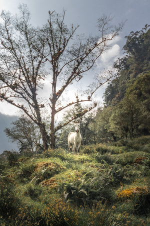 white horse staring in the middle of the tropical cloud forest on a cloudy day on the slopes of the Turrialba Volcanoの写真素材