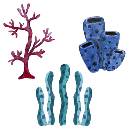 Watercolor set of corals. Hand drawn illustration on white background.のイラスト素材