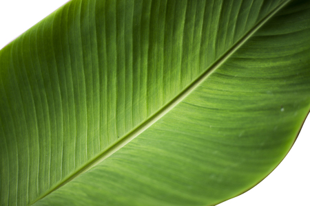 Closeup of banana leaf texture abstract background