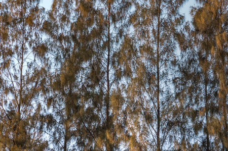 Full frame of trees with the blue sky.の写真素材