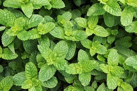 Peppermint plants top view.