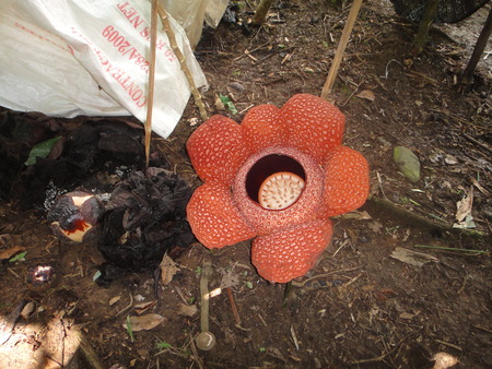 the most beautiful and big flower in Borneo Sabahの写真素材