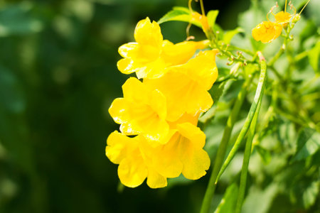 Flowersの写真素材