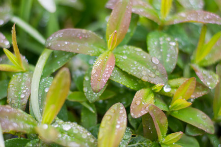 Dew on the grassの写真素材