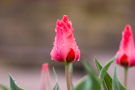 the dew on tulipsの写真素材
