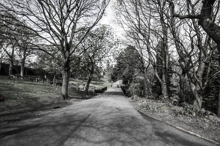 small road at the parkの写真素材