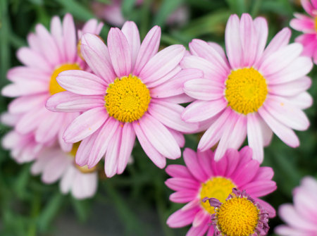 chrysanthemumの写真素材