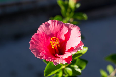 Red hibiscus flower in blooming backgroundの写真素材