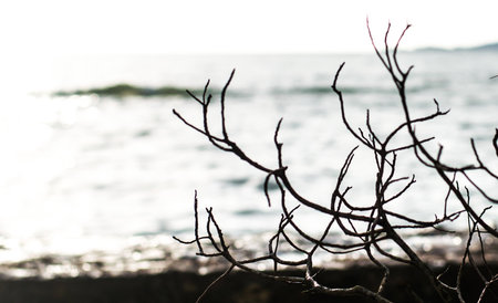 death branches when the sea  shining backgroundsの写真素材
