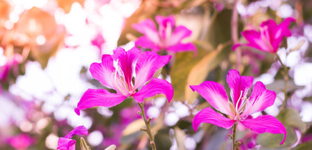 beautiful Pink Chongkho flowers backgroundsの写真素材
