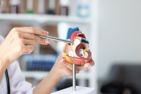Cardiology clinic, Asian female doctor explains heart disease treatment with heart model at work desk in health examination room.の写真素材
