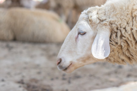 Sheep in the farm, shallow depth of field, selective focusの写真素材