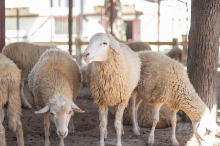 Sheep in the farm, selective focus, shallow depth of fieldの写真素材