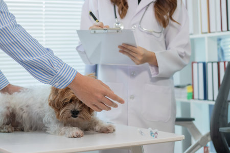 A young man brings his dog to a female veterinarian at an animal hospital to examine the dog's behavior and vaccinate it against rabies.の写真素材
