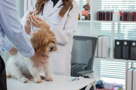 A young man brings his dog to a female veterinarian at an animal hospital to examine the dog's...