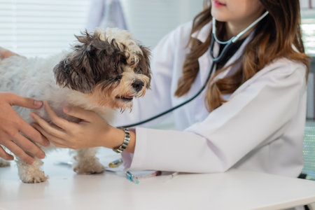 A veterinarian examining a dog that has been treated at an animal hospital.の写真素材