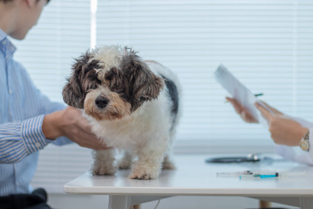 A veterinarian examining a dog that has been treated at an animal hospital.の写真素材