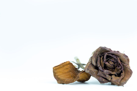 Closeup withered red rose on white background. The concept of disappointment about love or broken heart.の写真素材