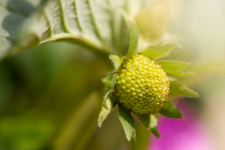 Closeup young fresh strawberry is covered with leaves and morning lighting in the garden.の写真素材