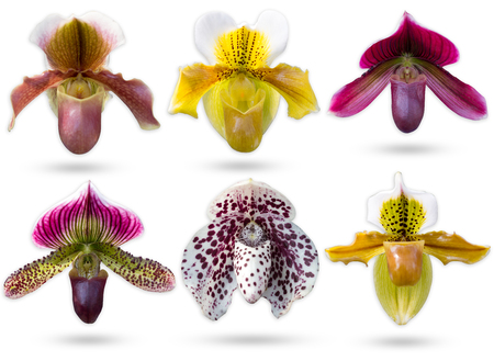 Set of multicolour Ladyâs Slipper Orchidaceae Paphiopedilum isolate on white background with clipping path.の写真素材